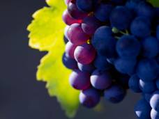 Кто крадет виноград на юге Германии?
