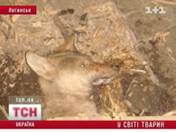 Луганск: в зооклубе животные умирают от голода