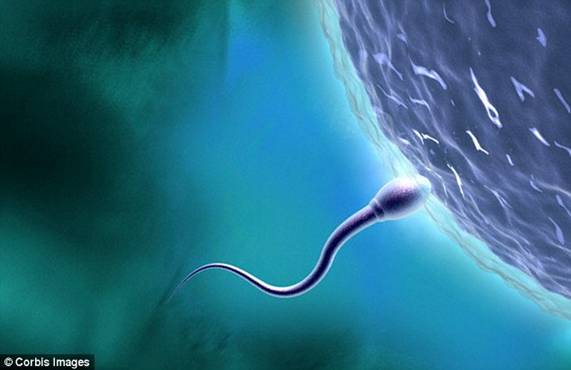 Фото здоровая сперма