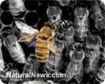 Польские пчеловоды дали отпор Monsanto