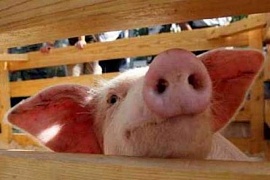 Запрет на свинину Всевышним подтверждает наука