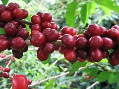 Угроза кофейным деревьям в Африке