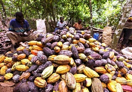 Шоколад подорожает из-за ограничения экспорта какао-бобов