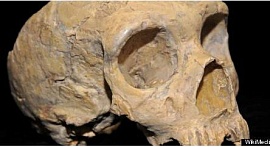 Мясо не было основой питания неандертальцев