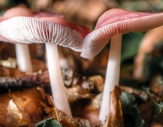 «Волшебные грибы» лечат от депрессии