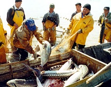 В Астрахани начали ловить речную рыбу