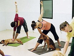 В моде - йога для собак