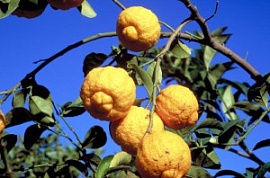 Цитронелла (грубый лимон)