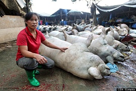 Молния убила стадо свиней в Китае