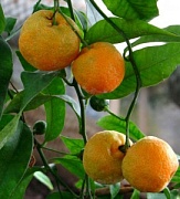 Сункат (сунки или кислый мандарин, Citrus sunki) и другие