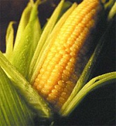 Оценка содержания зерен кукурузы DAS-59122-7 по сравнению с нетрансгенной кукурузой