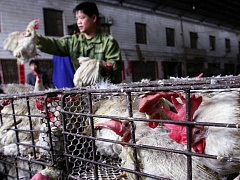 От пожара на китайской птицефабрике погибло больше ста человек