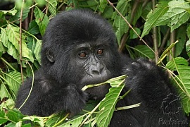 Рацион горилл предотвращает рак